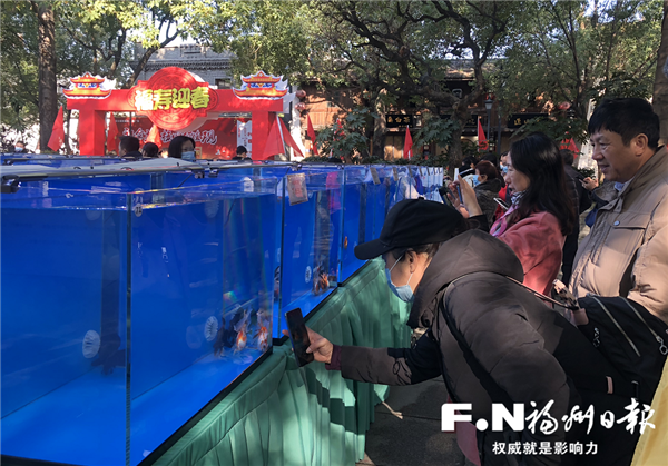光禄坊有场福州金鱼“秀” 60多个福寿品种一次看个够 光禄坊有场福州金鱼“秀” 60多个福寿品种一次看个够