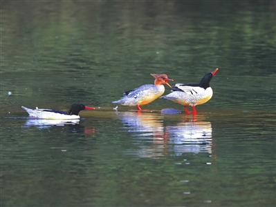 福州宁静小村庄惊现“鸟中大熊猫” 福州宁静小村庄惊现“鸟中大熊猫”
