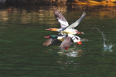 福州宁静小村庄惊现“鸟中大熊猫” 福州宁静小村庄惊现“鸟中大熊猫”