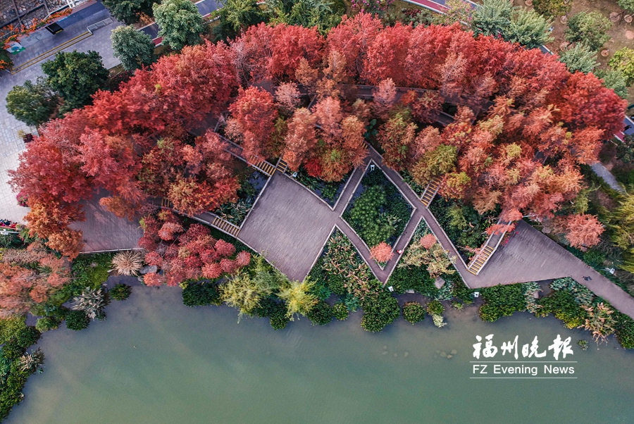 琴亭湖畔,“杉色”正美。 琴亭湖畔,“杉色”正美。