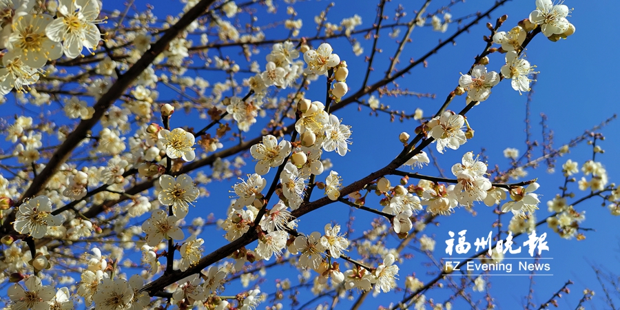 葛岭溪洋村梅花正在开放 葛岭溪洋村梅花正在开放