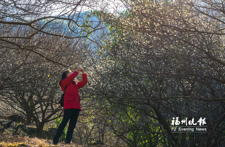 在葛岭溪洋村,游客拍摄“梅”景。 在葛岭溪洋村,游客拍摄“梅”景。
