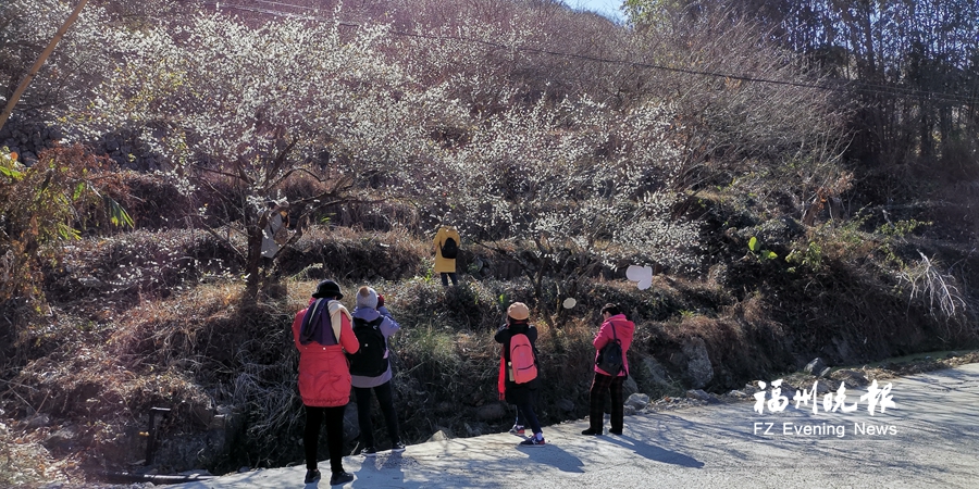 葛岭梅花吸引众多游客 葛岭梅花吸引众多游客